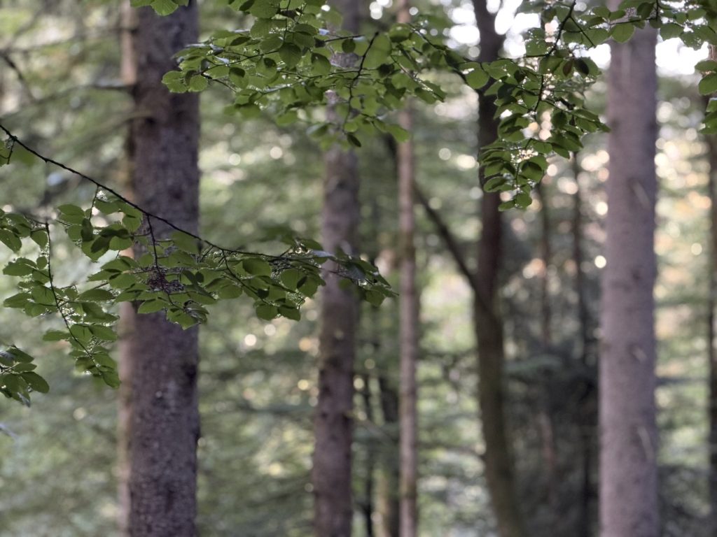 Sunlit woodland with tall tree trunks standing together